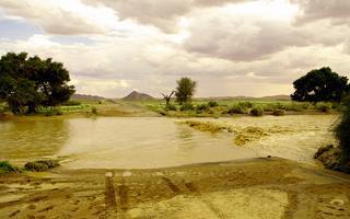 Rain in the Namib Desert in the record rainy season of 2010/2011