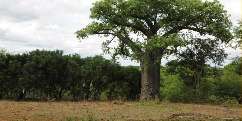 Baobab Campsite