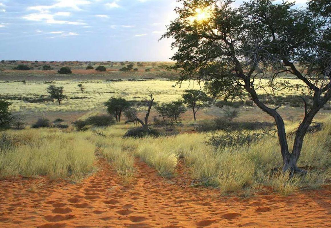 Kalahari after sunrise