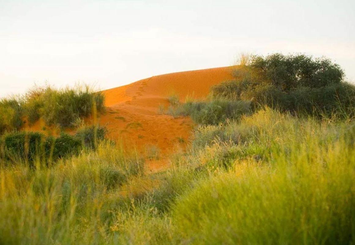 Orange-red dunes of the Kalahari