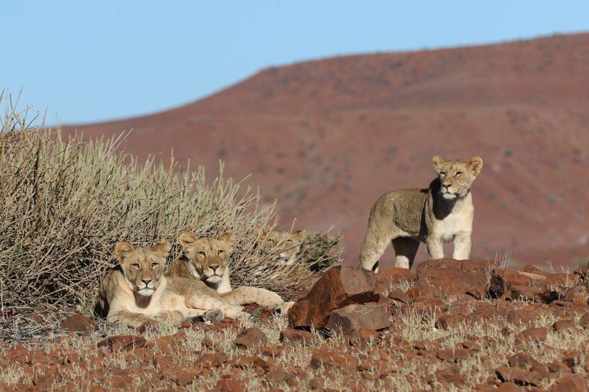 The rare desert lions of the Damaraland