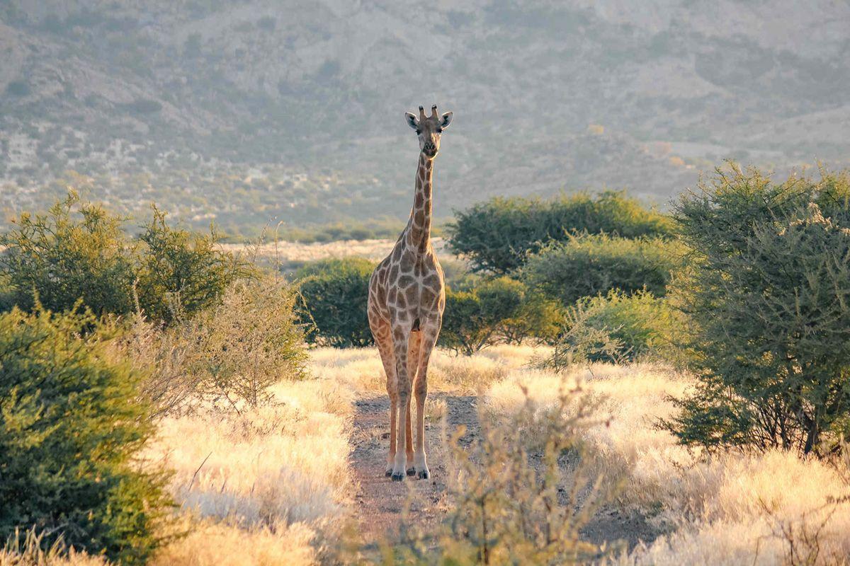 Giraffe in the Erongo