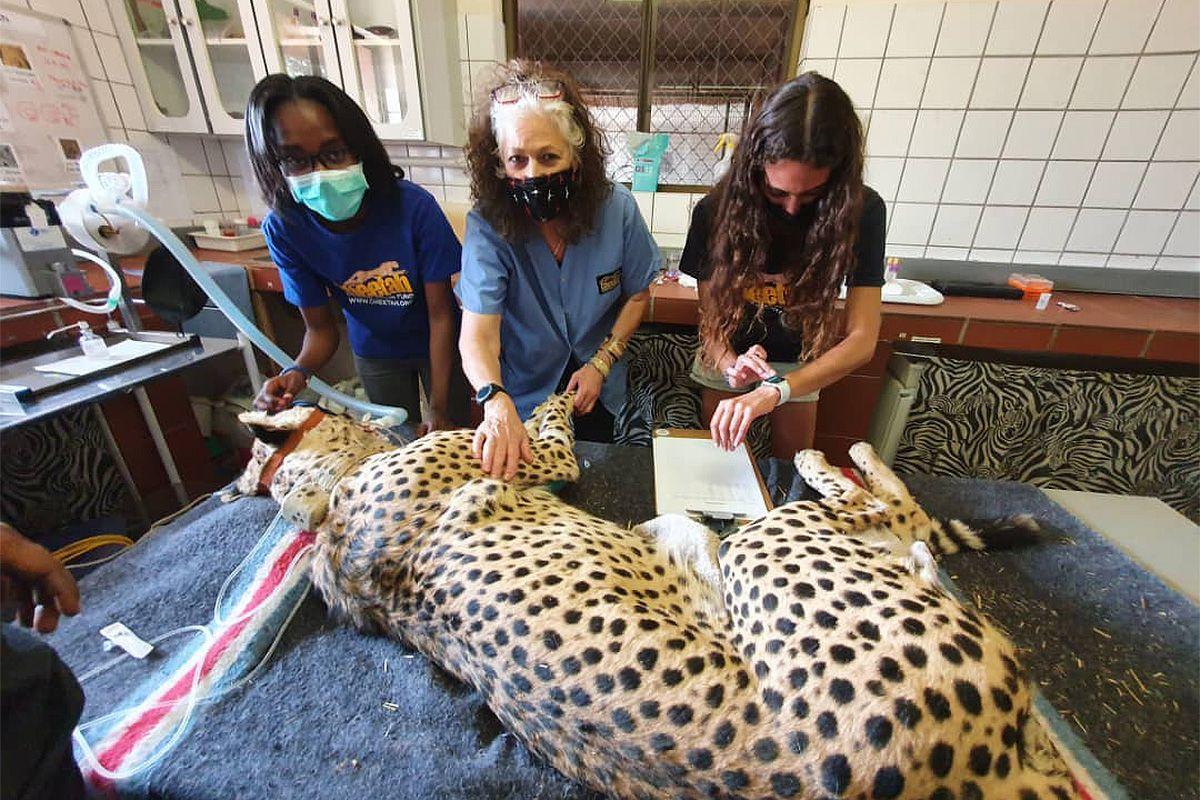 Cheetah-Forschung und Tierarzt