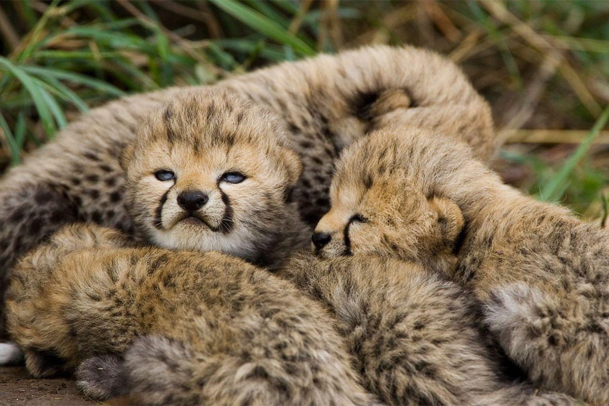 Cheetah offspring
