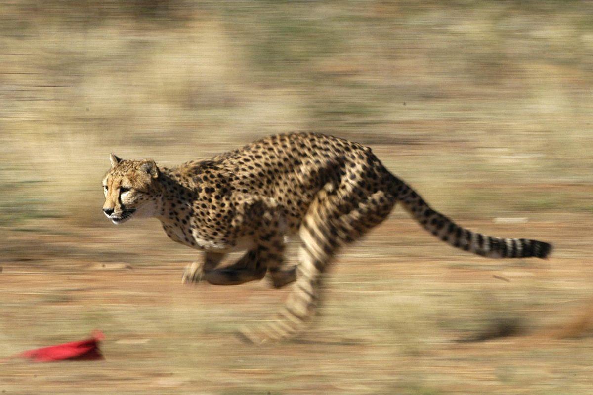 Cheetah hunts the prepared bait