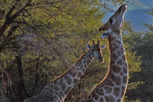 Giraffen auf der Gabus Game Ranch