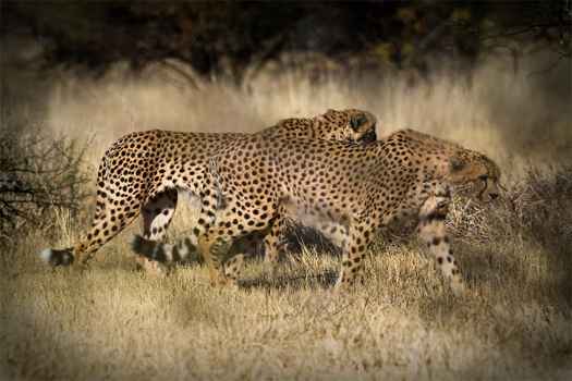 Cheetahs at the Waterberg