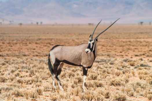 Oryx antelope in the Namibrand Nature Reserve