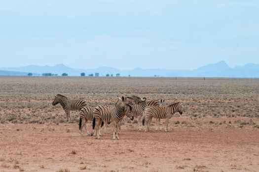 Zebra in the Namibrand Nature Reserve