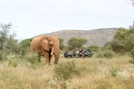 Elephant game drive