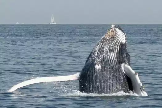 Humpback whale in party mood