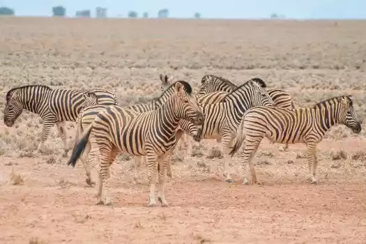 Zebras in the Namib Naukluft Park