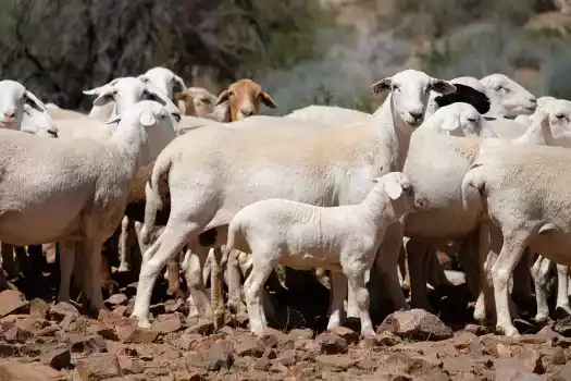 Bokkies (goats)