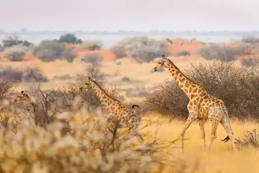 Giraffes in the Kalahari