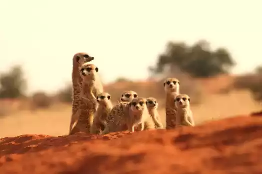 Meerkats guard their burrow