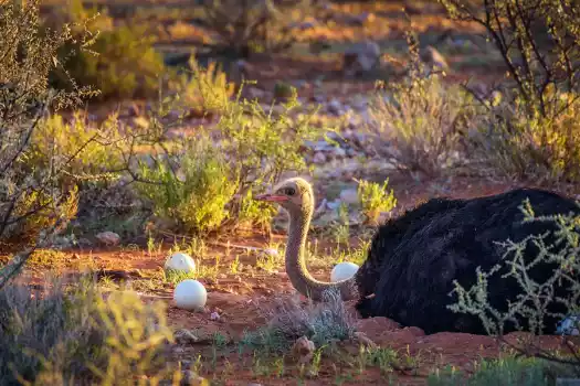 Male ostrich guards the nest
