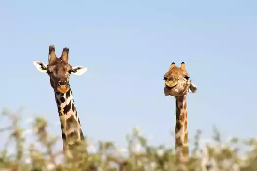 Giraffen in Namibia