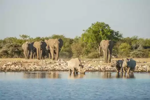 Elephants and rhinos at a waterhole