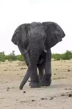 Elephant bull after taking a bath