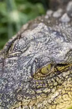 Crocodile Park Otjiwarongo