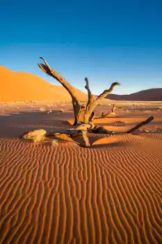 In the Namib dune sea