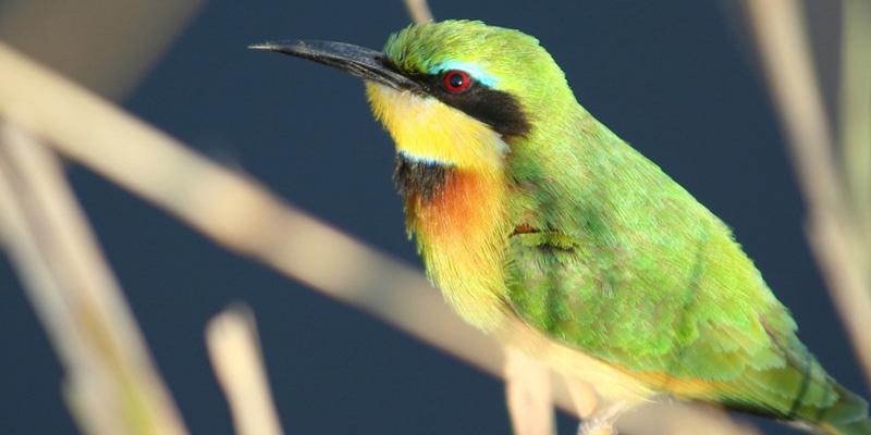 Birdlife in the Caprivi 