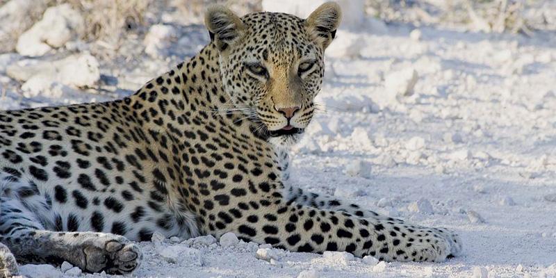 Leopard im Etoscha Nationalpark