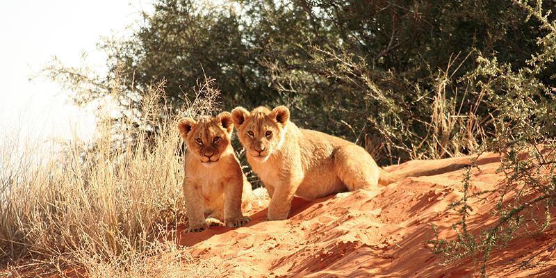 Kalahari - Accommodation, activities and places of interest